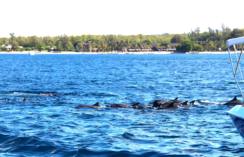 Nage avec les dauphins Ile Maurice-10