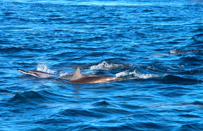 Nage avec les dauphins Ile Maurice-7