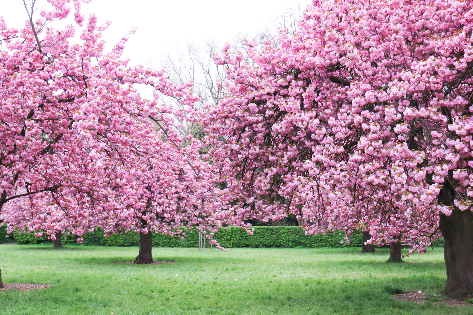 Cherry blossoms cerisiers Paris-15
