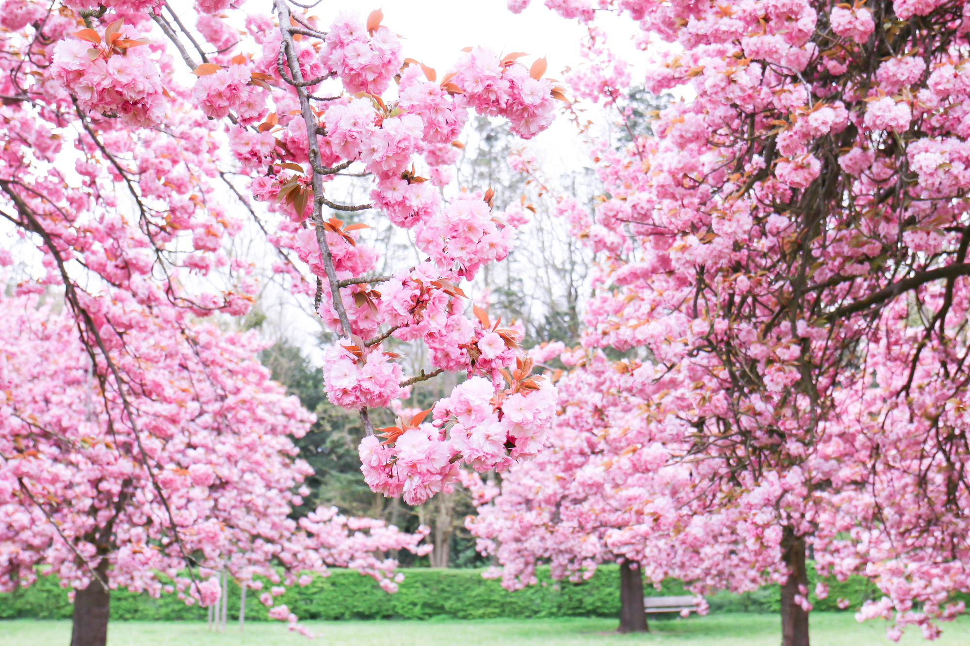Cherry blossoms cerisiers Paris-18